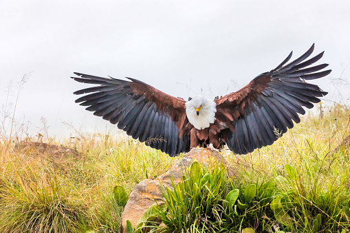 African fish eagle perched on a rock with his wings spread wide open.