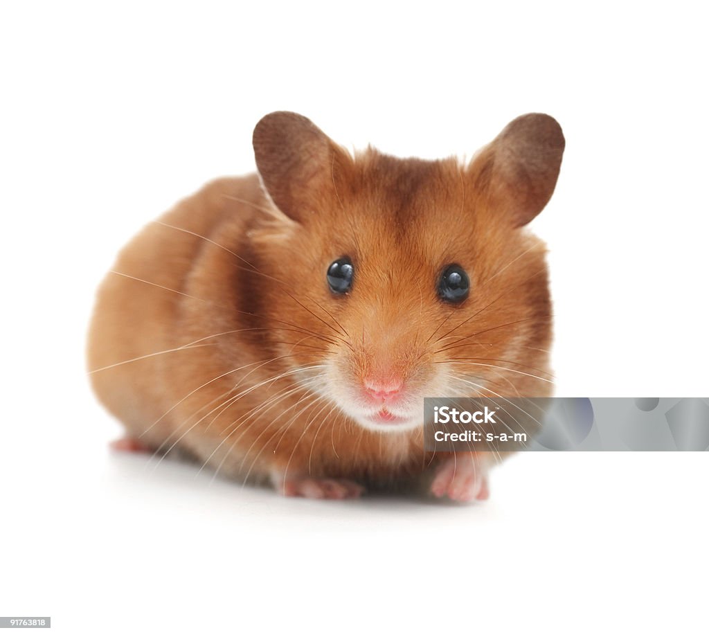 Hamster Close-up  Hamster Stock Photo