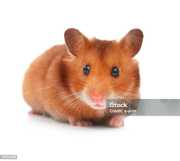 Hamster Closeup Stock Photo - Download Image Now - Hamster, White Background, Animal