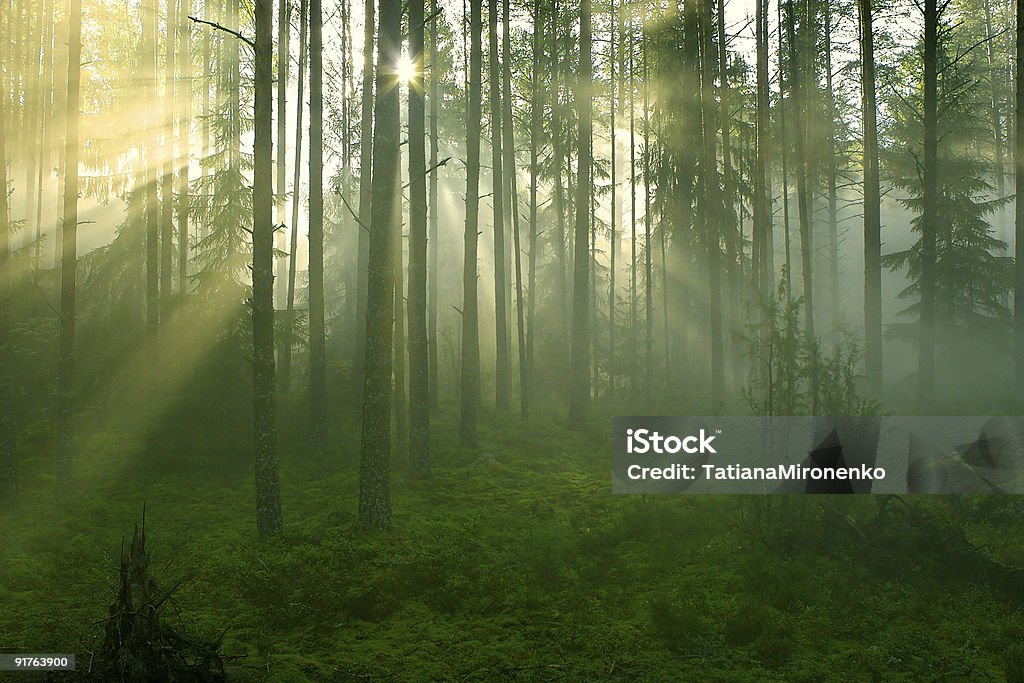 Los rayos de sol en el bosque - Foto de stock de Aire libre libre de derechos