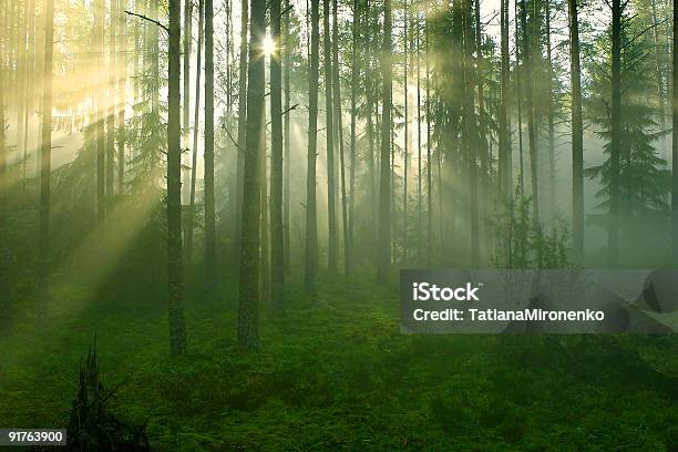 Los Rayos De Sol En El Bosque Foto de stock y más banco de imágenes de Aire libre - Aire libre, Amanecer, Belleza de la naturaleza