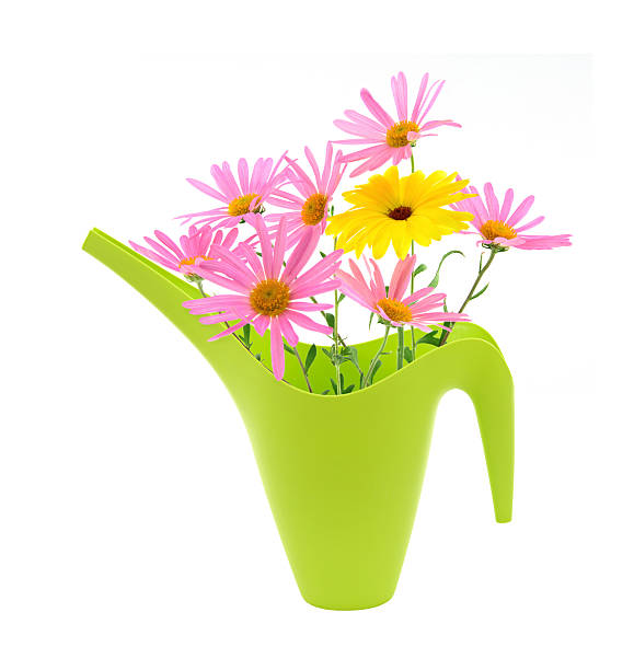 istock Bouquet of daisies in a watering can 91764092