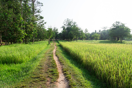 Cambodia country road