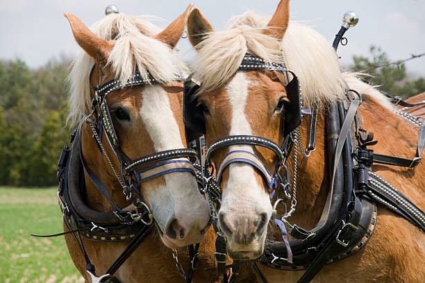 deux chevaux de trait - belgian horse photos et images de collection