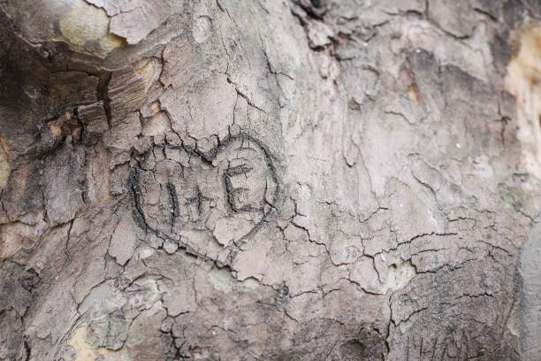 Tree Bark Lettering 470+ Tree Tree Trunk Carving Text Stock Photos, Pictures & Royalty-Free ...