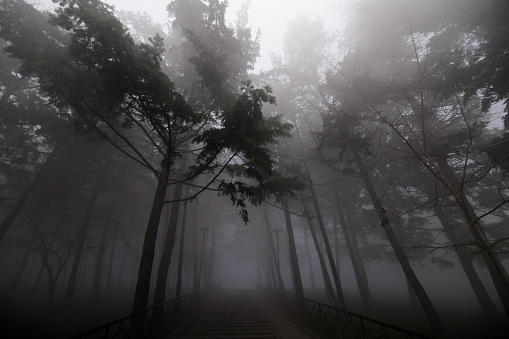 Illuminated green forest on a foggy morning, sunbeam creating mystic mood.