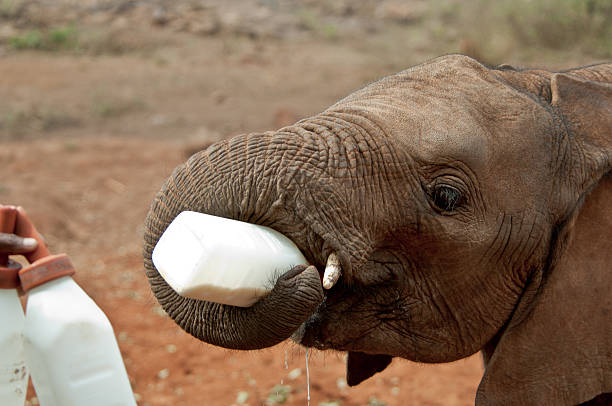 istock Baby elephant with a bottle of milk 91764583