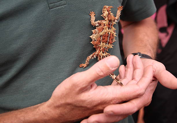 australische lizard - thorny devil lizard stock-fotos und bilder