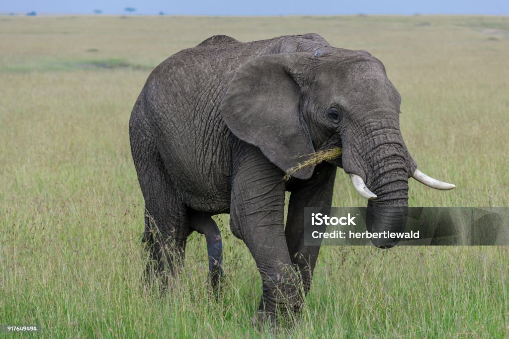 Elefanten in der Masai Mara - Lizenzfrei Afrika Stock-Foto