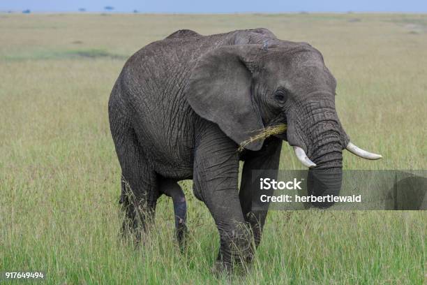 Elefanten In Der Masai Mara Stockfoto und mehr Bilder von Afrika - Afrika, Afrika Afrika, Afrikanischer Elefant
