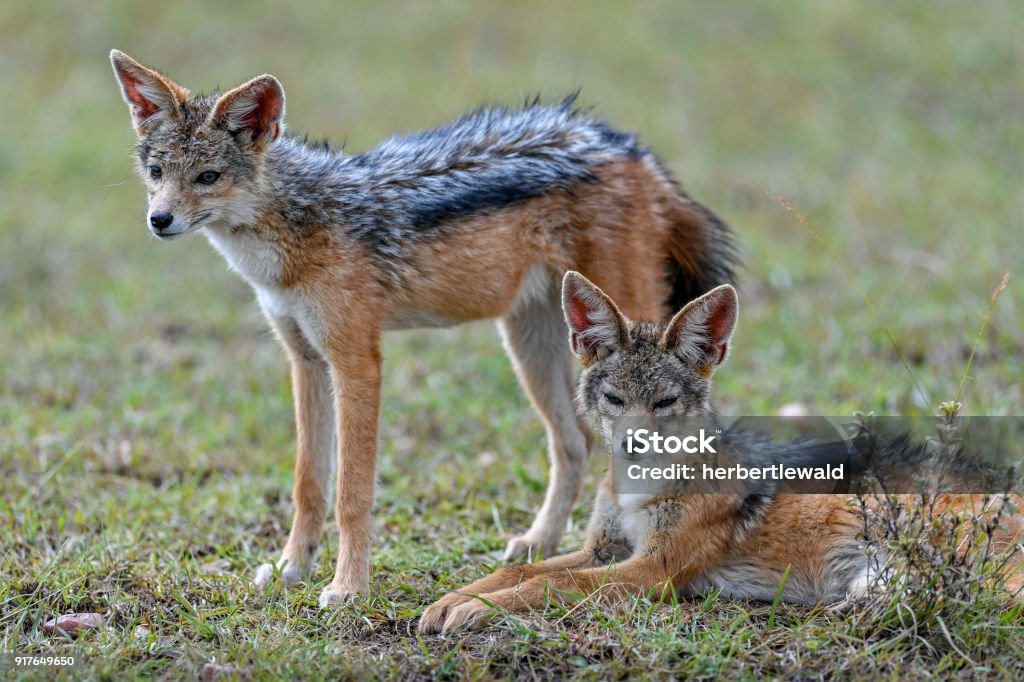 Chó rừng ở Masai Mara - Trả phí Bản quyền Một lần Châu Phi Bức ảnh sẵn có