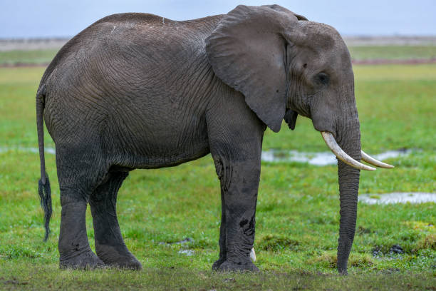 istock elephantin the Masai Mara 917649706