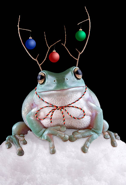 froggy rentier mit antlers - whites tree frog stock-fotos und bilder