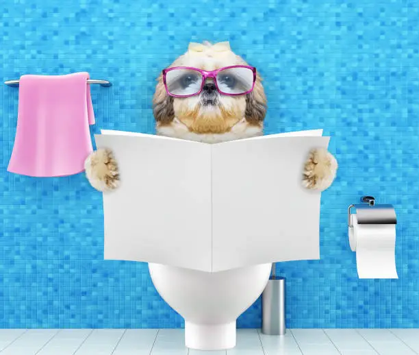 Photo of Shitzu dog sitting on a toilet seat with digestion problems or constipation reading magazine or newspaper