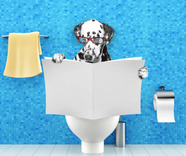 istock Dalmatian dog sitting on a toilet seat with digestion problems or constipation reading magazine or newspaper 917657458