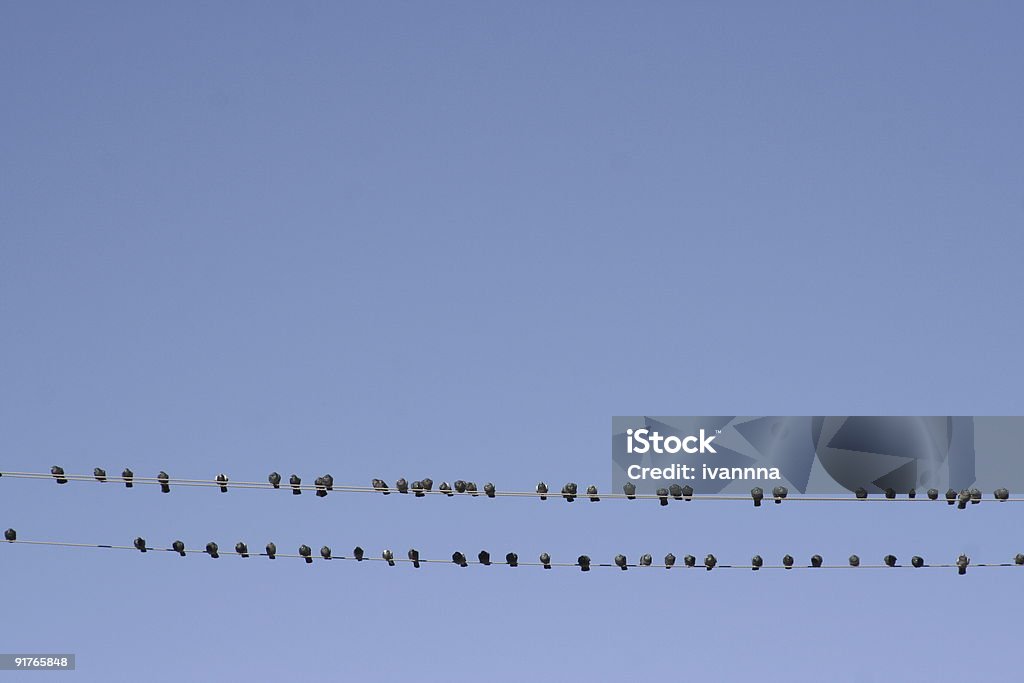 Ptaki na drucie - Zbiór zdjęć royalty-free (Bunt)