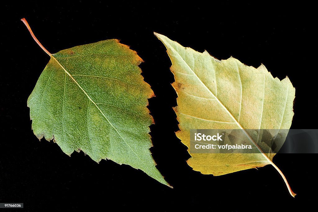 Automne bouleaux leafs sur noir - Photo de Automne libre de droits