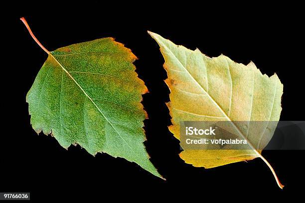 Photo libre de droit de Automne Bouleaux Leafs Sur Noir banque d'images et plus d'images libres de droit de Automne - Automne, Botanique, Bouleau