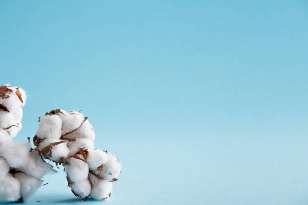 istock Dried white fluffy cotton flowers on a blue background with copy space. 917660862