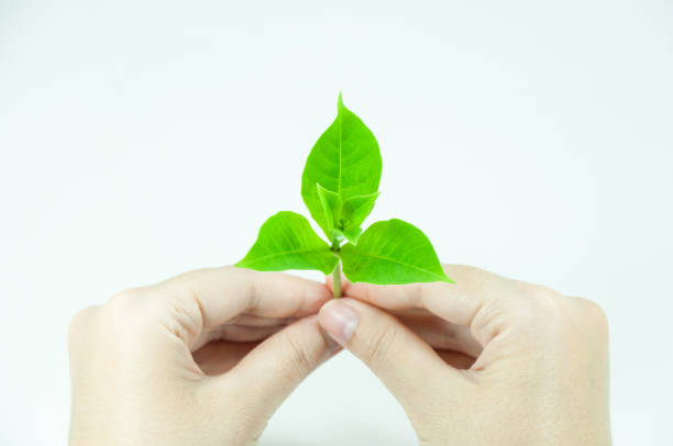 istock Woman is holding young plant sprout on a white background 917660916