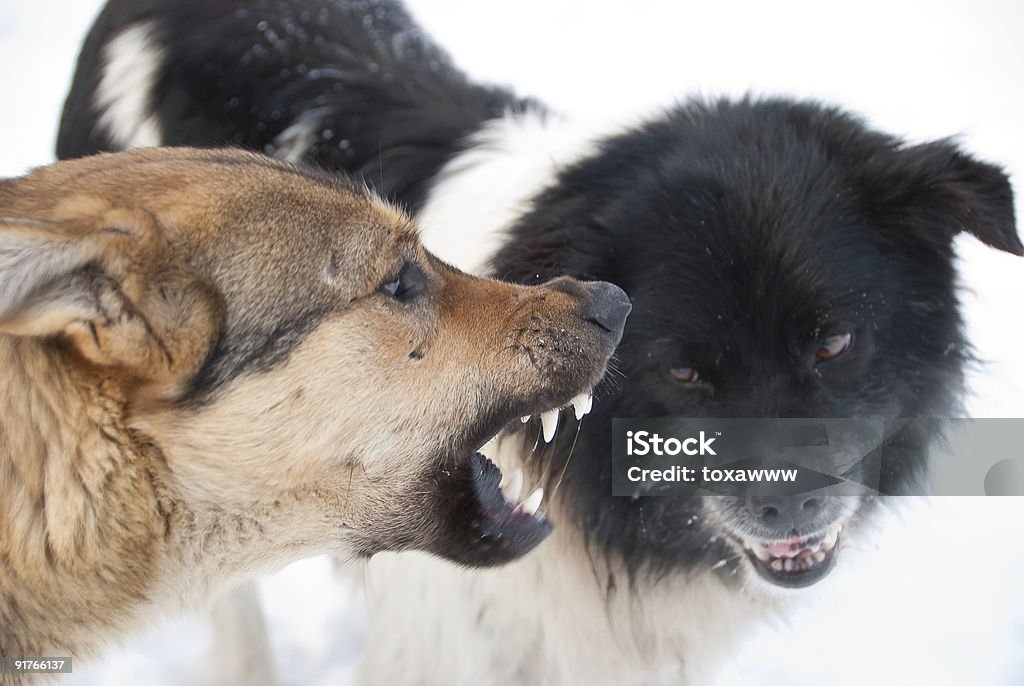 Falso - Foto stock royalty-free di Cane