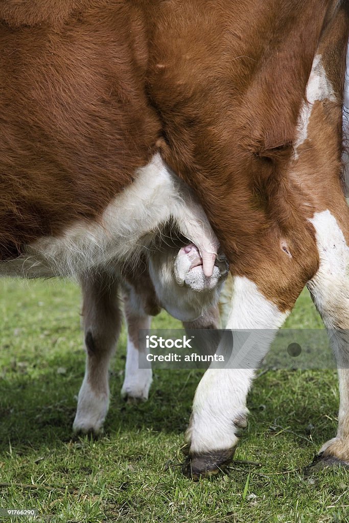 Jovem macho eats leite materno - Foto de stock de Agricultura royalty-free