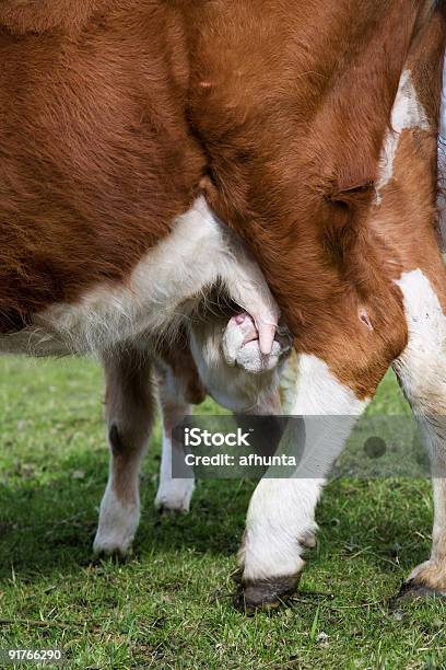 Foto de Jovem Macho Eats Leite Materno e mais fotos de stock de Agricultura - Agricultura, Alimentar, Animal