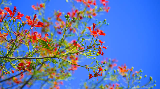 istock Red flower Delonix regia with blue sky 917664868