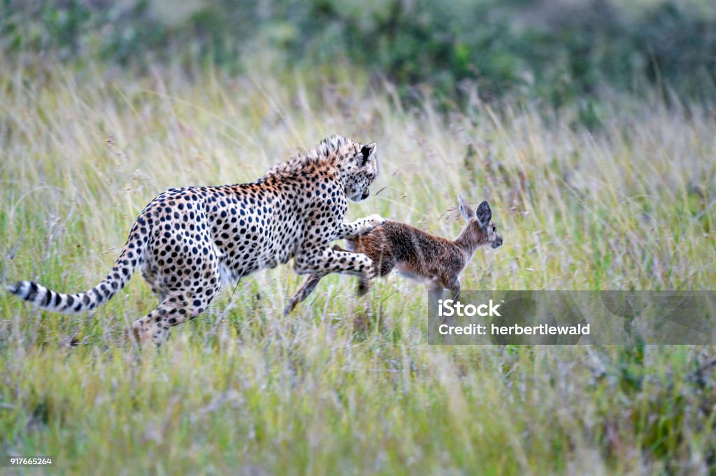 Gepard - Lizenzfrei Tiere bei der Jagd Stock-Foto