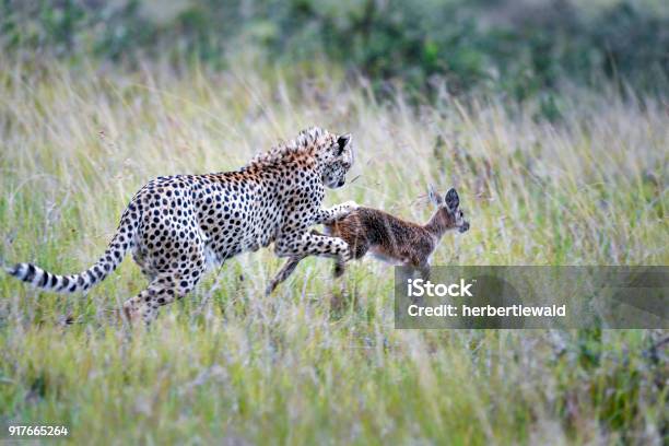 Gepard Stockfoto und mehr Bilder von Tiere bei der Jagd - Tiere bei der Jagd, Afrika, Afrika Afrika