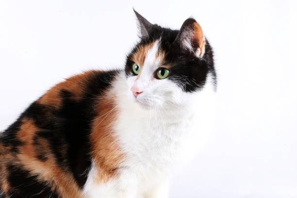 istock colorful cat portrait 917665344