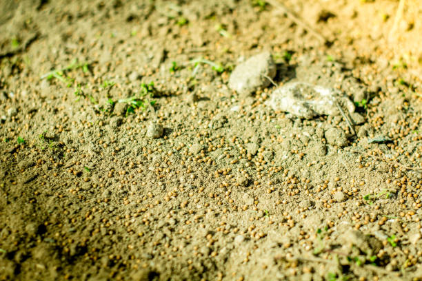 istock Group of seeds sprout growing from ground. 917665350