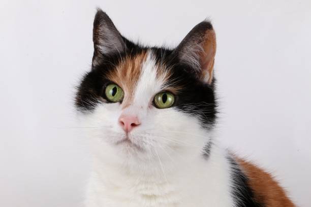 istock colorful cat portrait 917665444