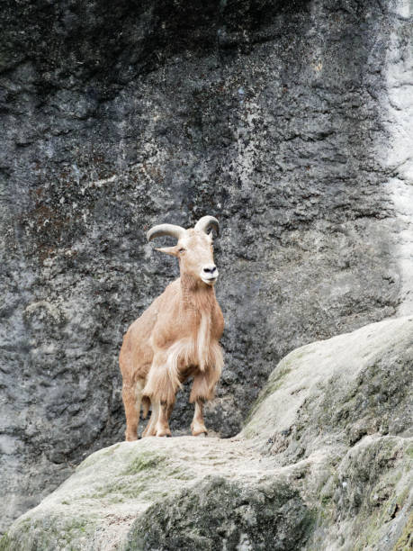 istock Brown Serow standing on the cliff with rock background 917667538