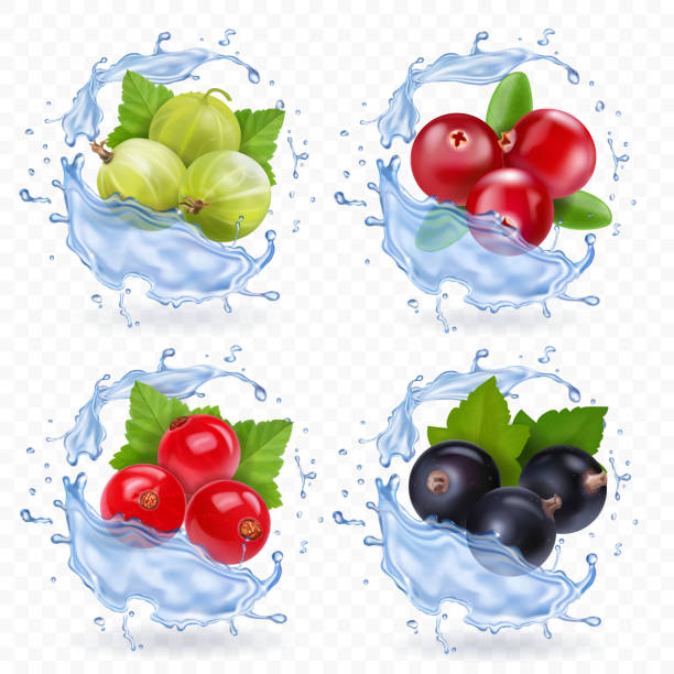 beeren mit cranberry, rote johannisbeeren, stachelbeeren und johannisbeeren im spritzwasser eingestellt - gooseberry fruit growth green stock-grafiken, -clipart, -cartoons und -symbole