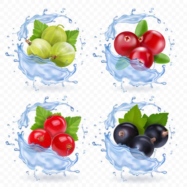 열매는 적갈색, 붉은 건포도, 구 즈 베리와 물 스플래시에 검은 건포도와 설정 - gooseberry fruit growth green stock illustrations