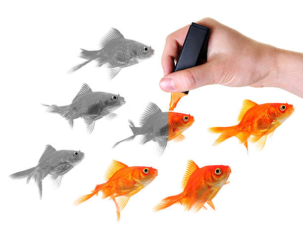 istock giving life to a group of goldfish 91766971