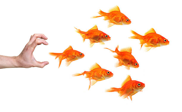 istock hand trying to catch a group of goldfish 91766980