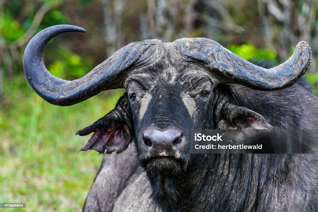 buffalo - Lizenzfrei Afrika Stock-Foto