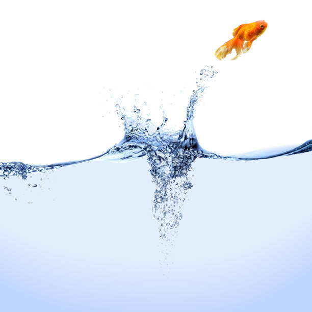 istock A goldfish jumping out of the water 91767014