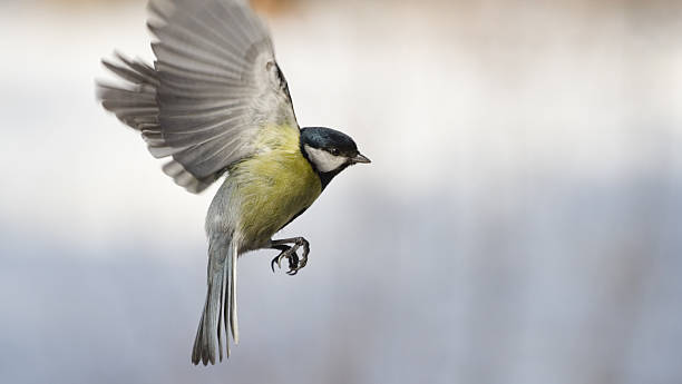 Tit in flight stock photo