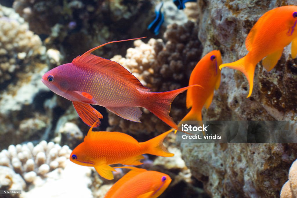 Tropical fish Anthias Lyretail anthias Anthias Fish Stock Photo