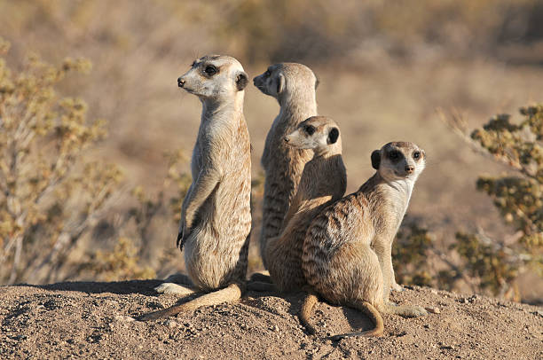 istock meerkat famly 91767515