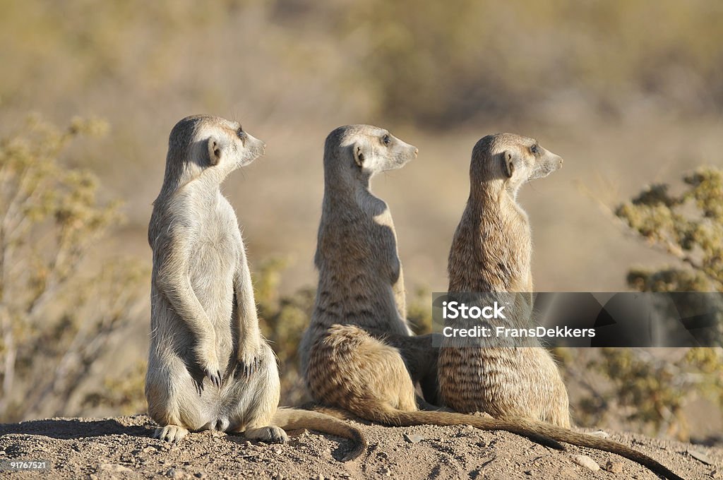 Pé meerkats - Royalty-free Namíbia Foto de stock