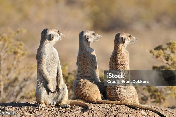 Pé Meerkats - Fotografias de stock e mais imagens de Namíbia - Namíbia, Animal, Animal de Safari