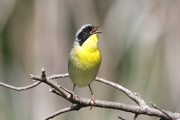 Common Yellowthroat (Geothlypis trichas)  song sparrow stock pictures, royalty-free photos & images