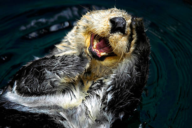 Sea Otter (Enhydra Lutris)  sea otter stock pictures, royalty-free photos & images