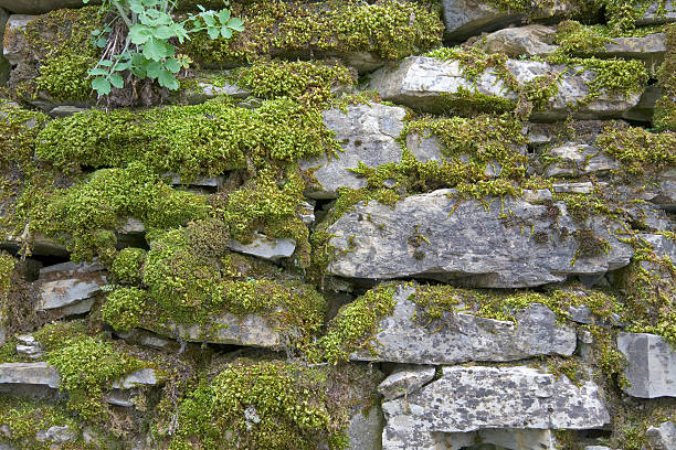 istock Old stone wall with musk and spontaneous vegetation 91768179