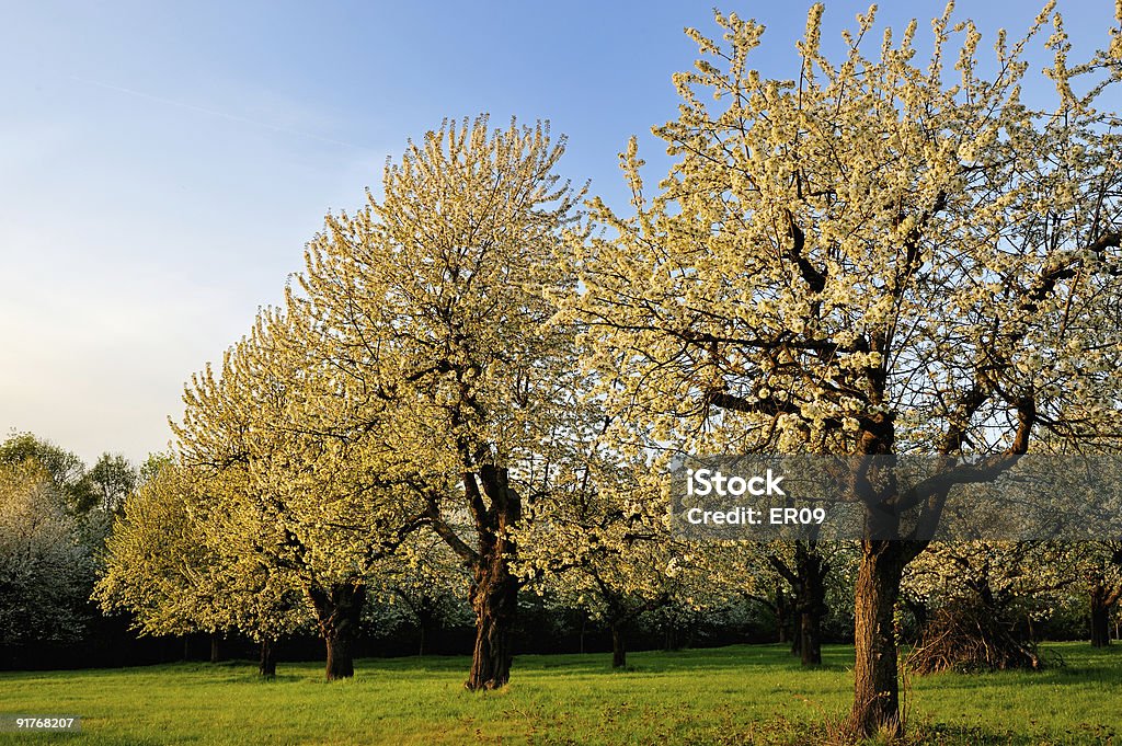 Árvores de cerejeira sakura (horizontal - Foto de stock de Agricultura royalty-free