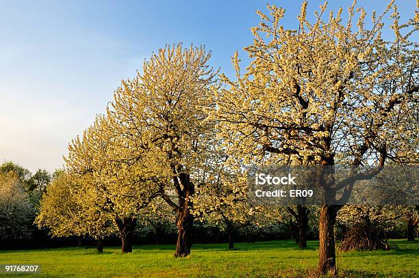 Foto de Árvores De Cerejeira Sakura Horizontal e mais fotos de stock de Agricultura - Agricultura, Amarelo, Azul